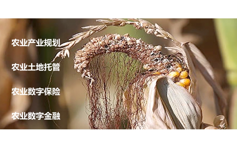 山东某项目育种托管项目